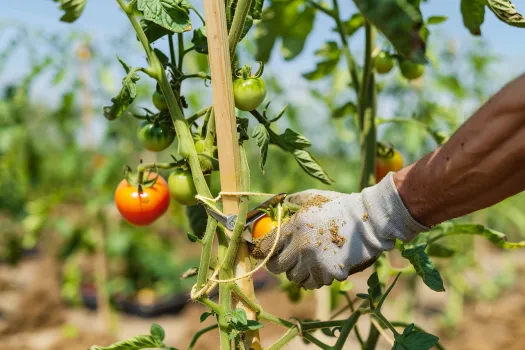 como podar el arbol de tomate