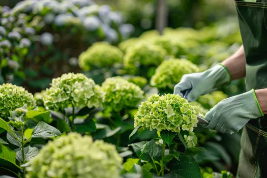 cuando podar las hortensias